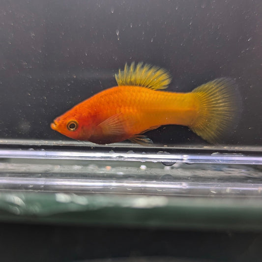 Assorted Variatus Platy (Xiphophorus variatus)