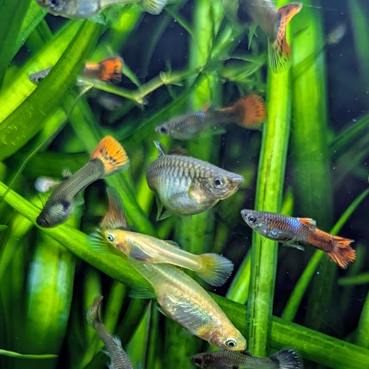 Assorted Guppies