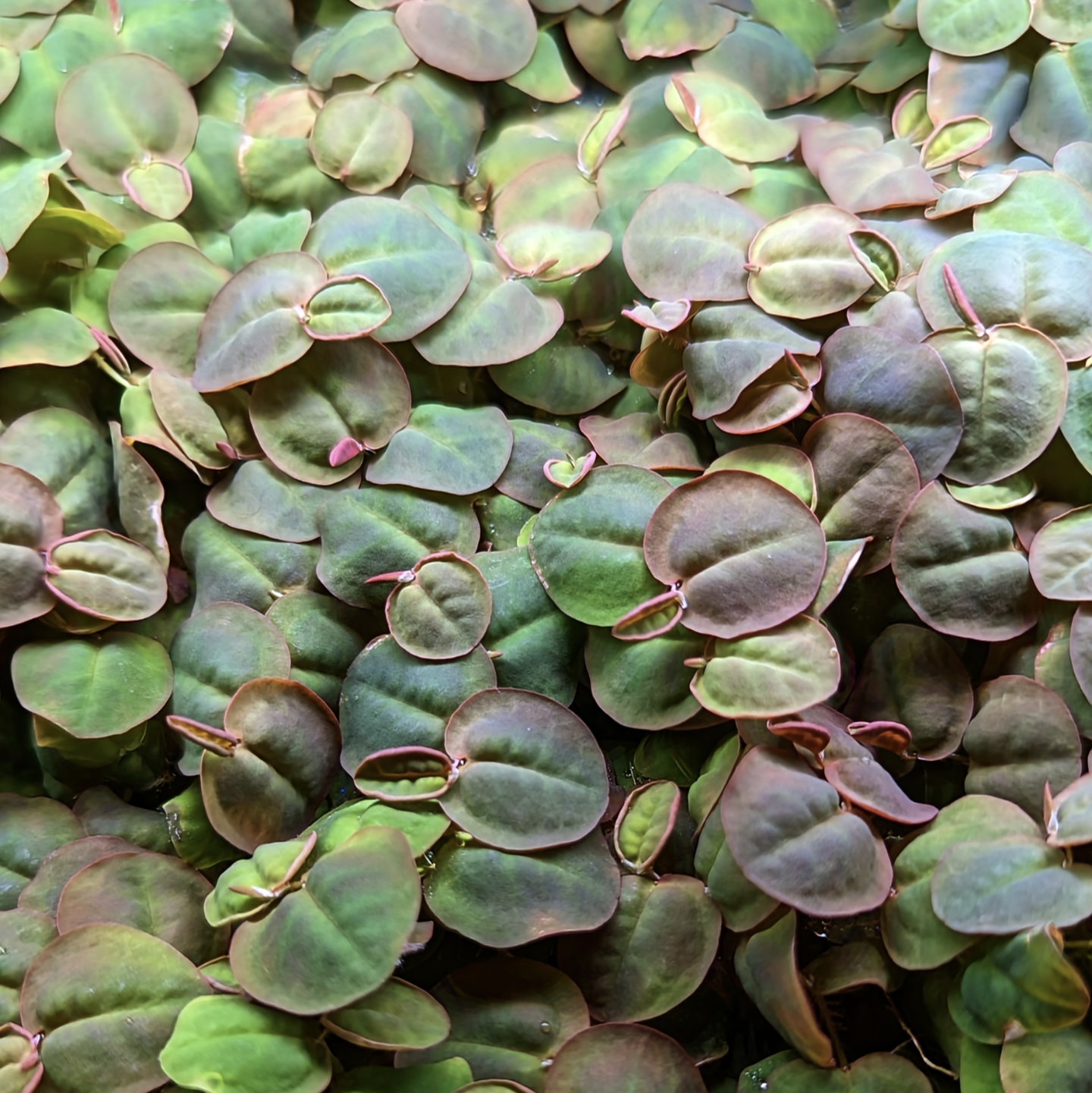 Red Root Floater (Phyllanthus fluitans)