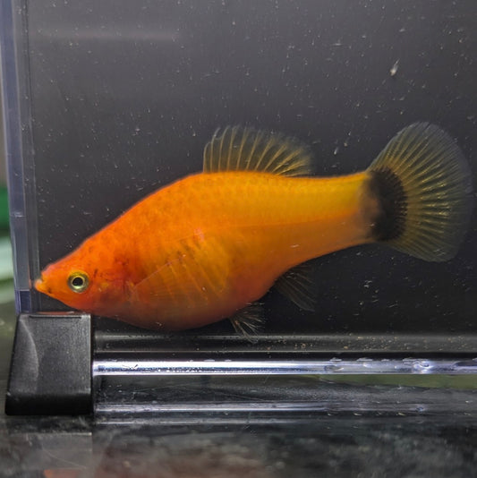 Assorted Variatus Platy (Xiphophorus variatus)