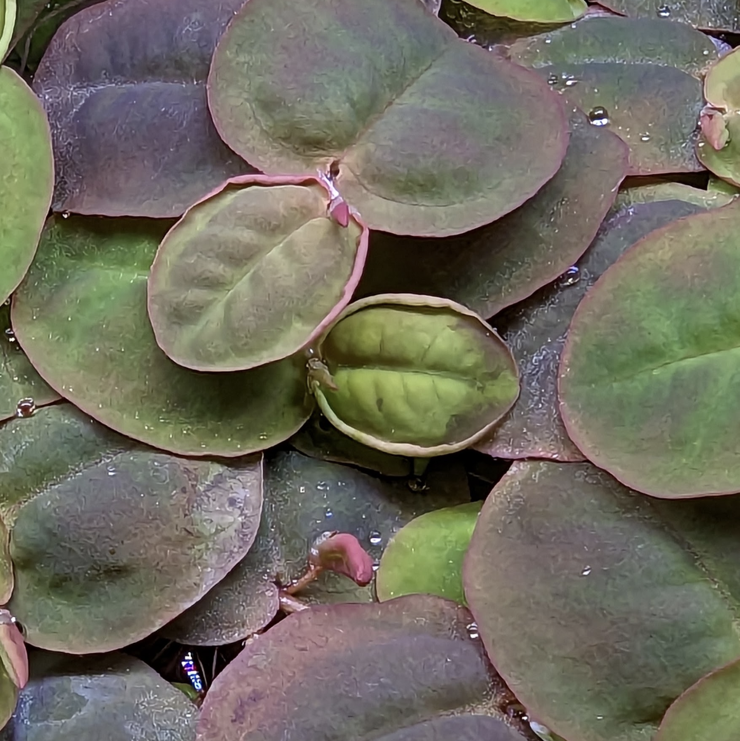 Red Root Floater (Phyllanthus fluitans)