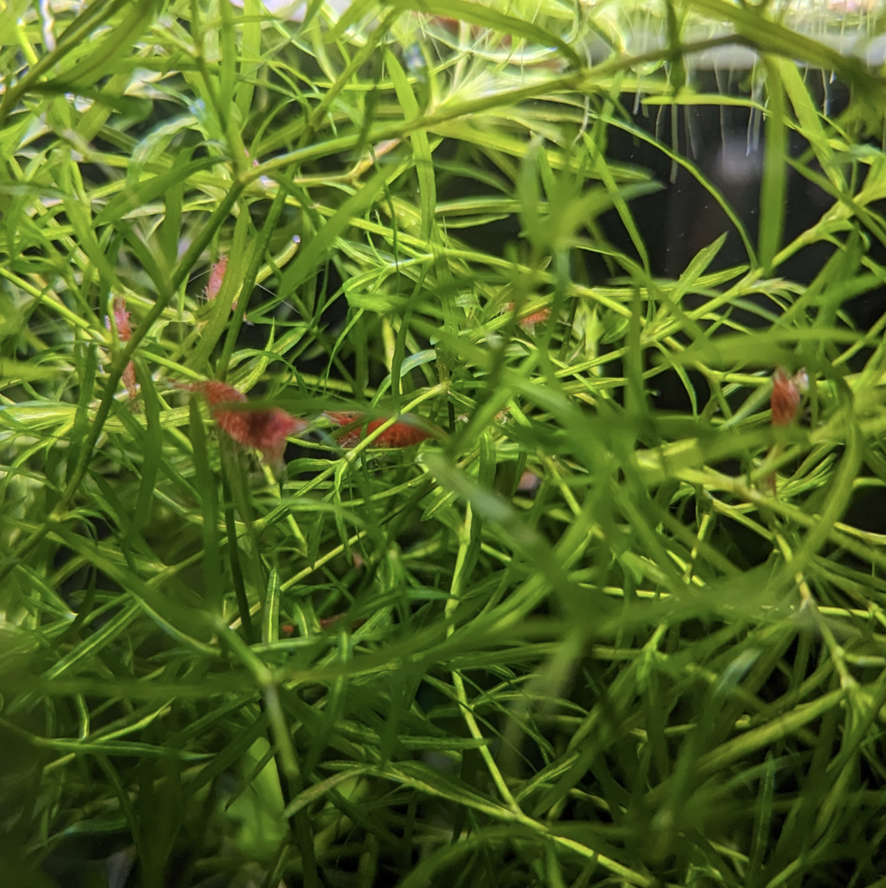 Guppy grass Najas Guadalupensis