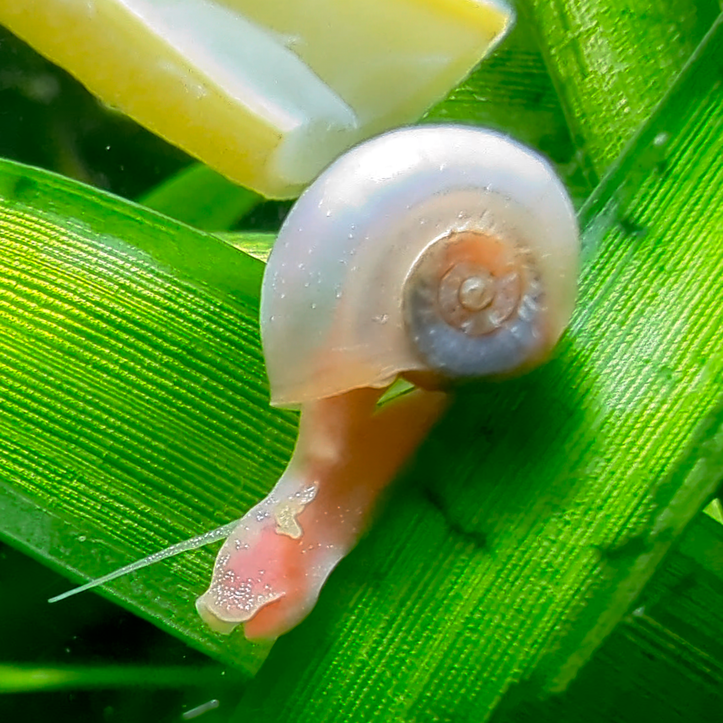 Ramshorn snail Planorbella duryi