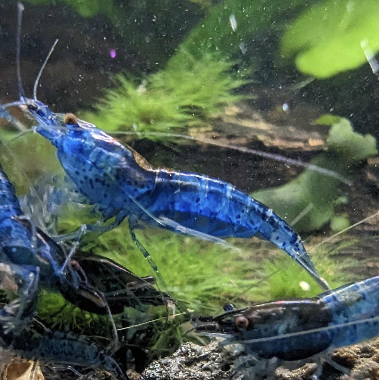 Skittles shrimp Neocaridna