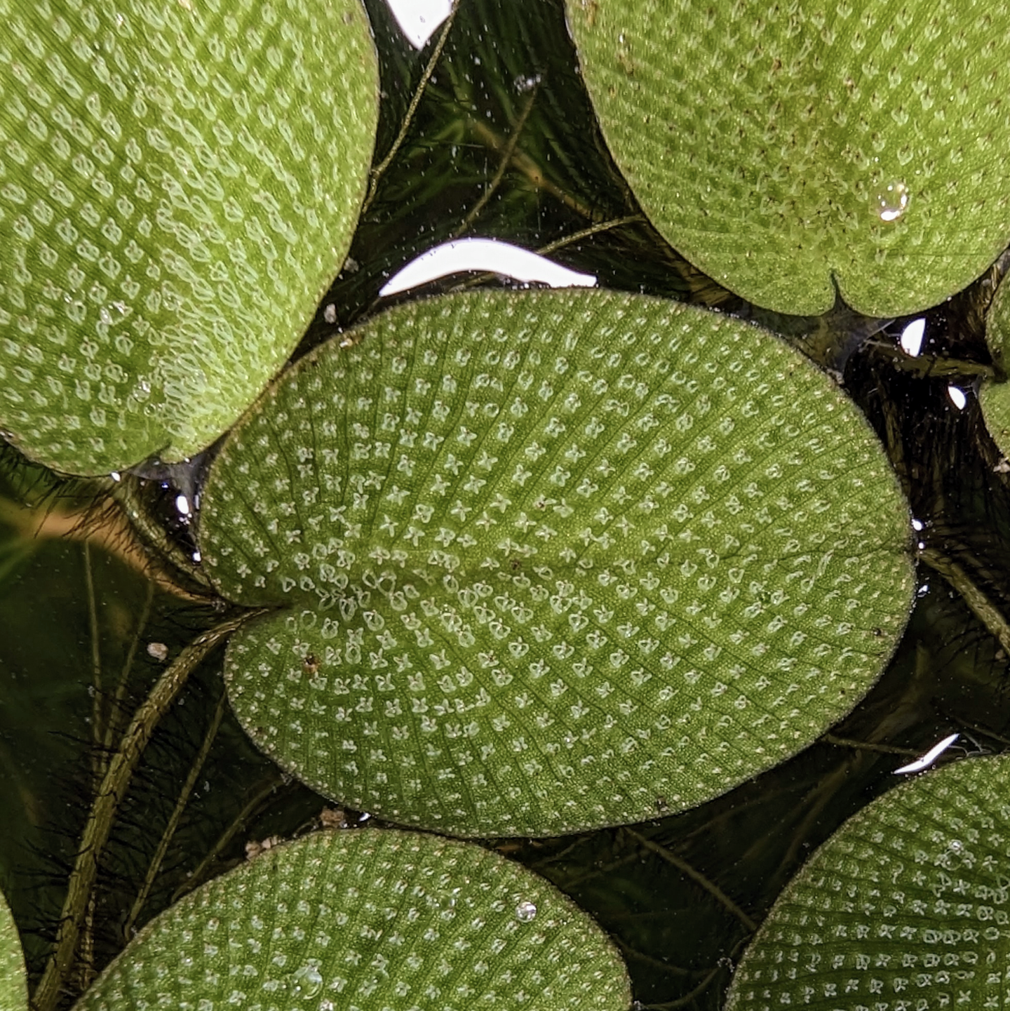 Salvinia auriculata (Water spangles)