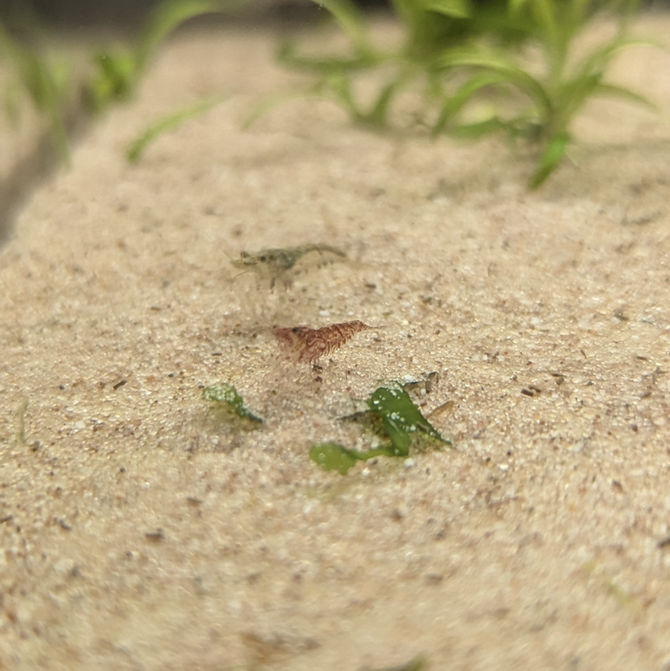 Neocaridna shrimp culls