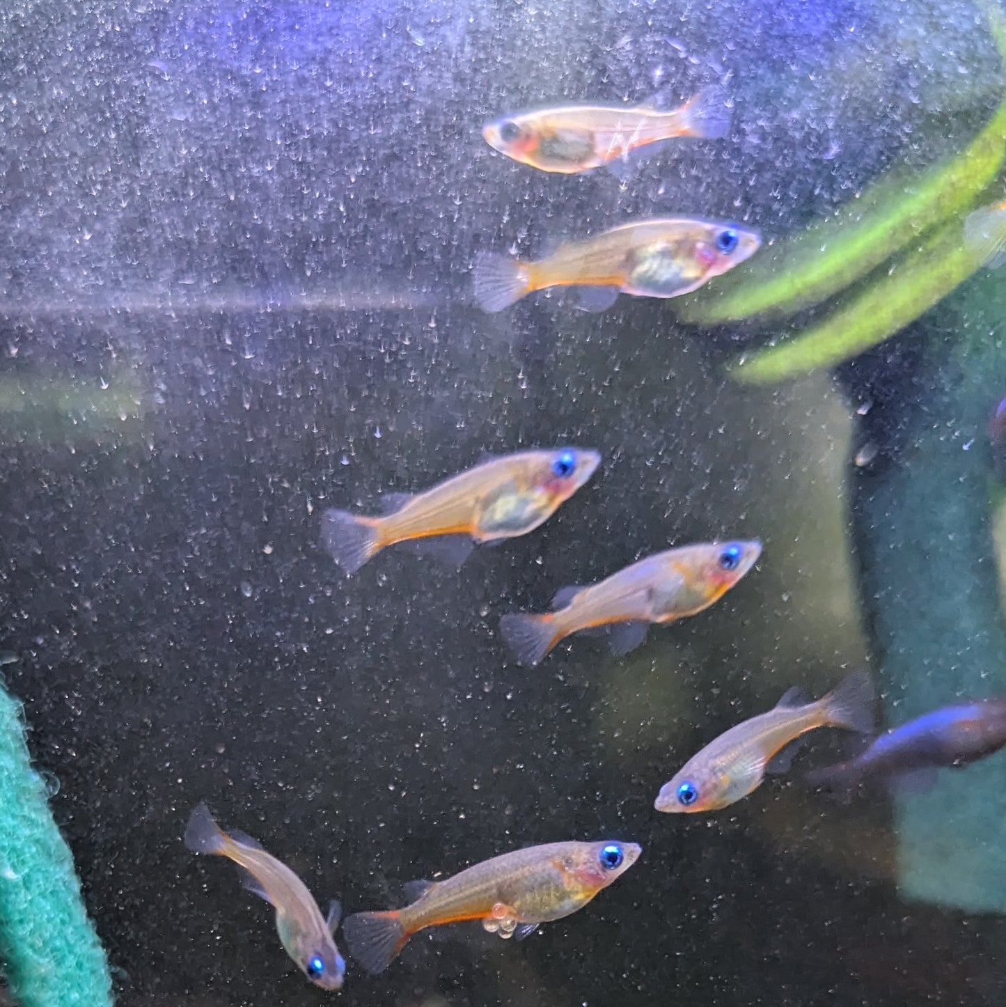 Daisy's Blue Ricefish (Oryzias woworae)