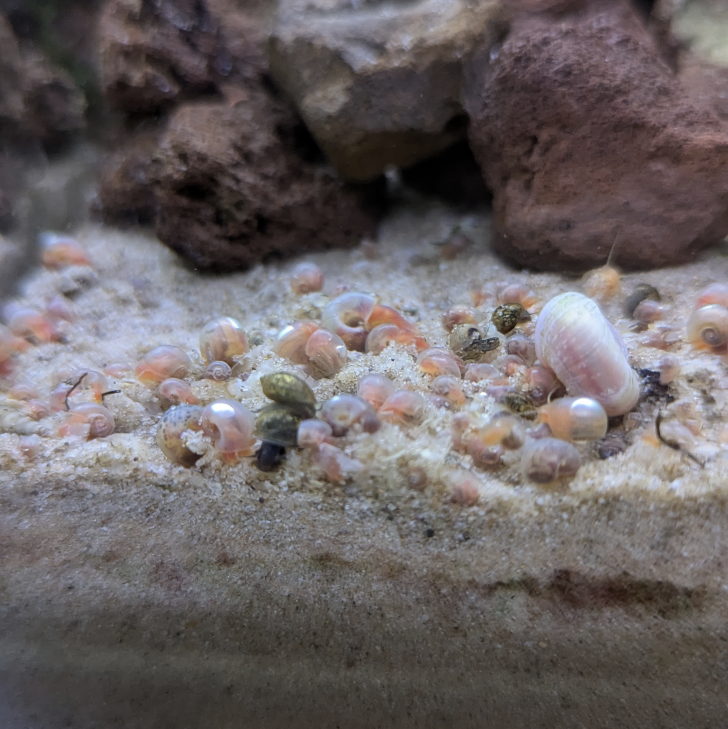 Ramshorn snail Planorbella duryi