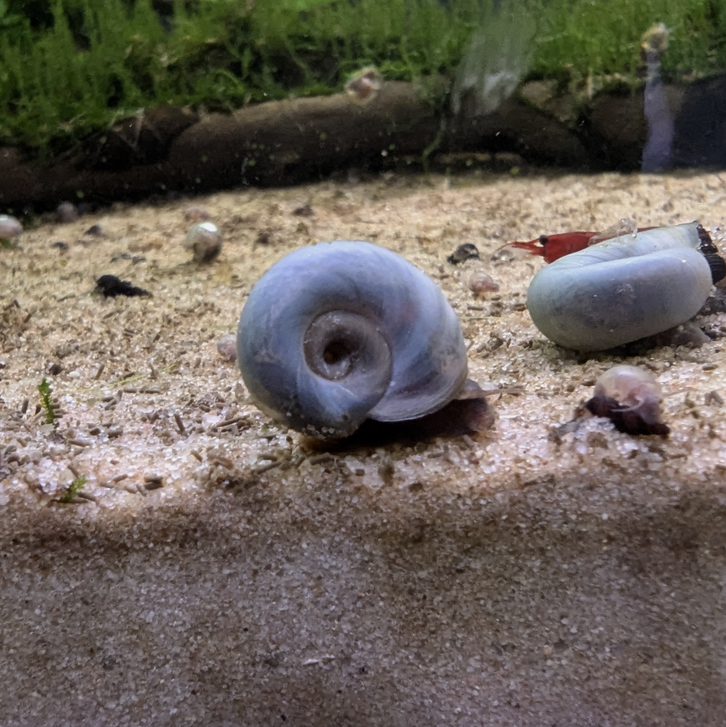 Ramshorn snail Planorbella duryi
