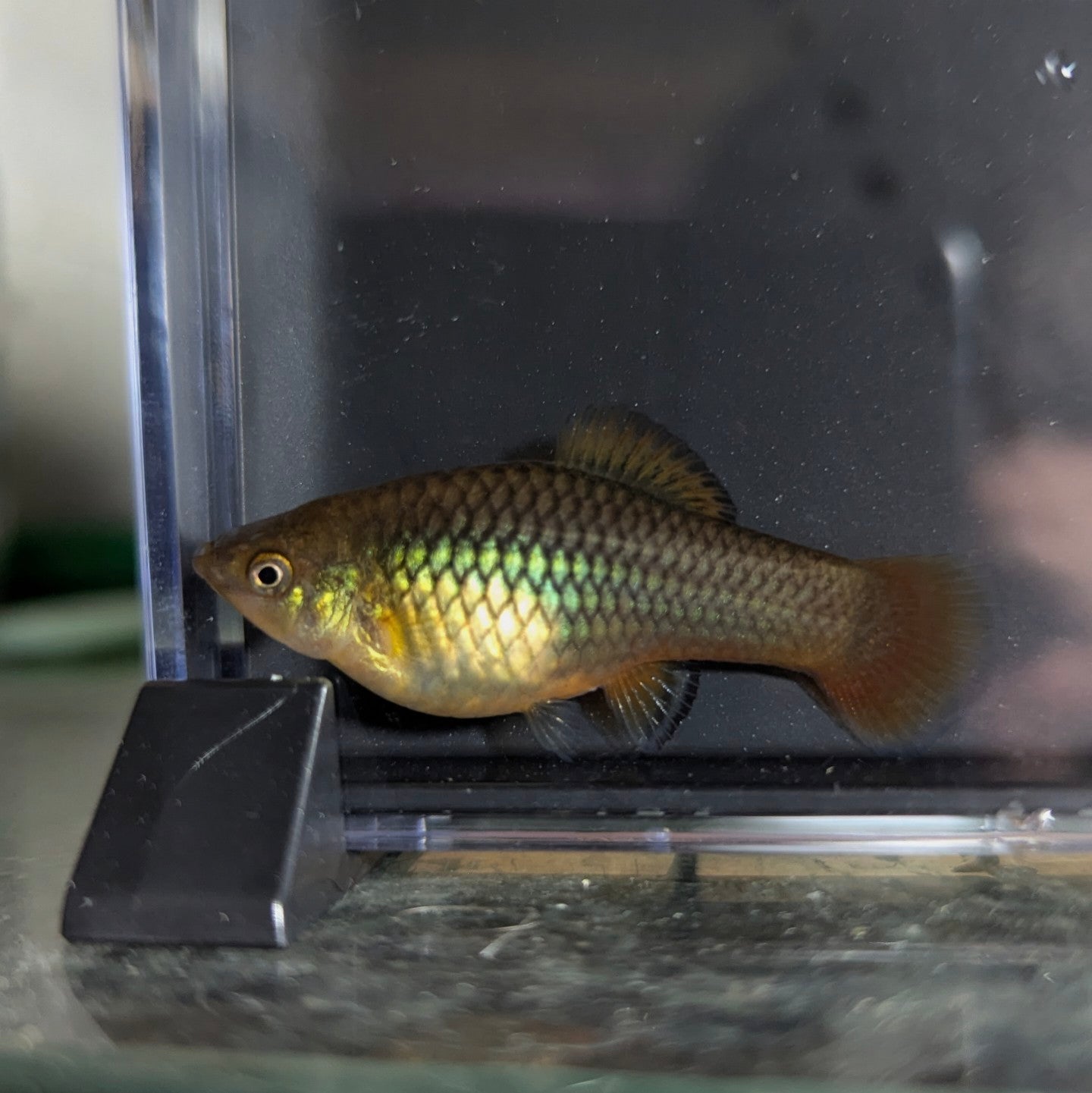 Assorted Variatus Platy (Xiphophorus variatus)