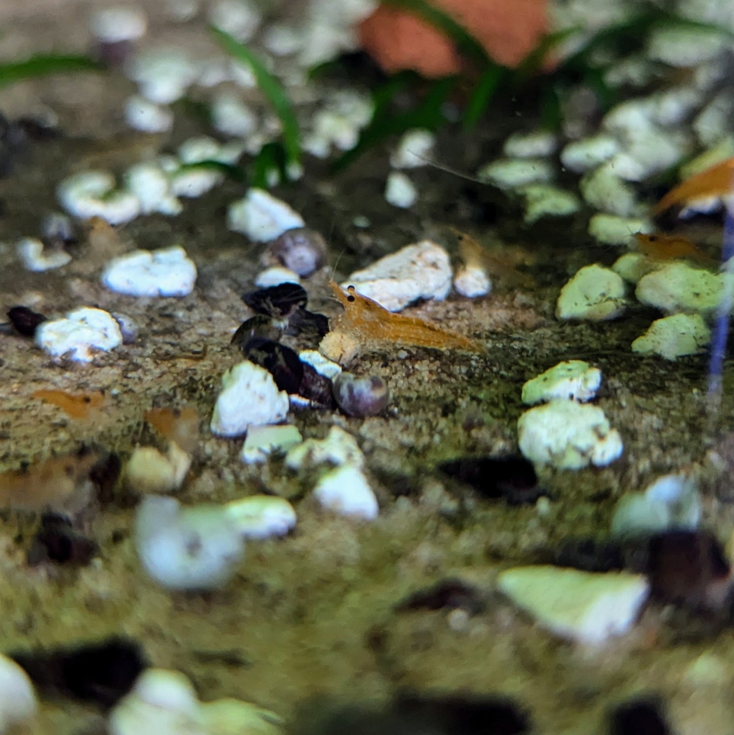 Orange neocaridna shrimp