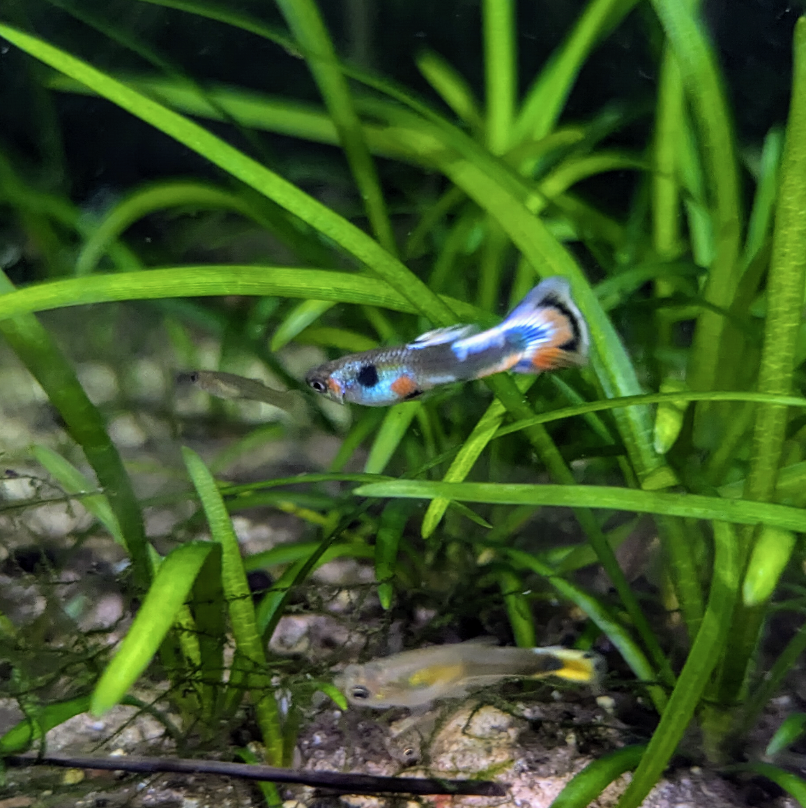 Assorted Endler Guppies