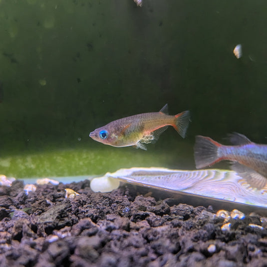 Daisy's Blue Ricefish (Oryzias woworae)