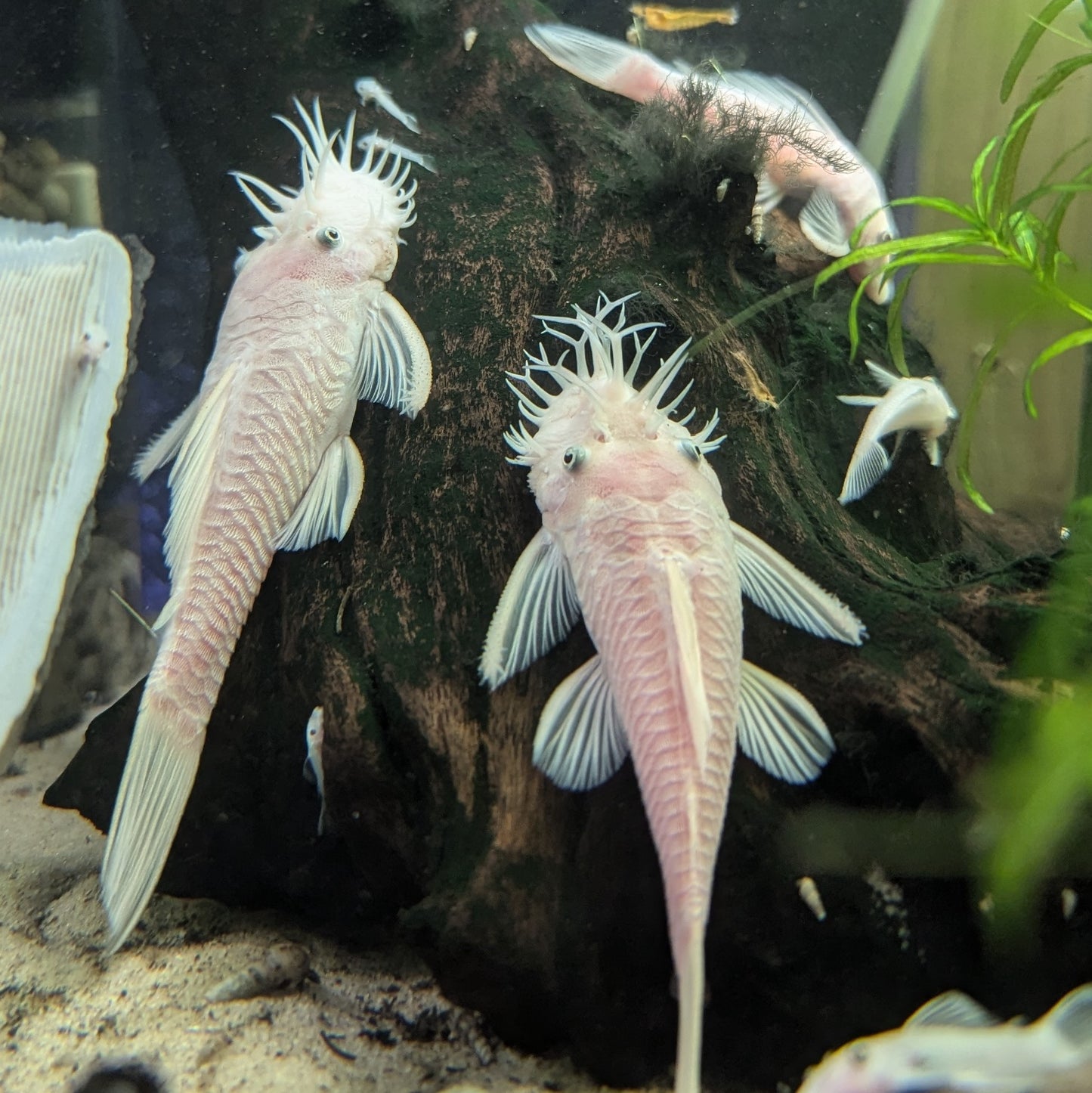 Snow white bristlenose pleco