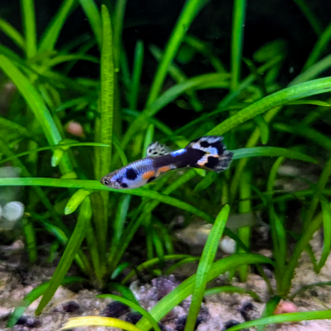 Assorted Endler Guppies