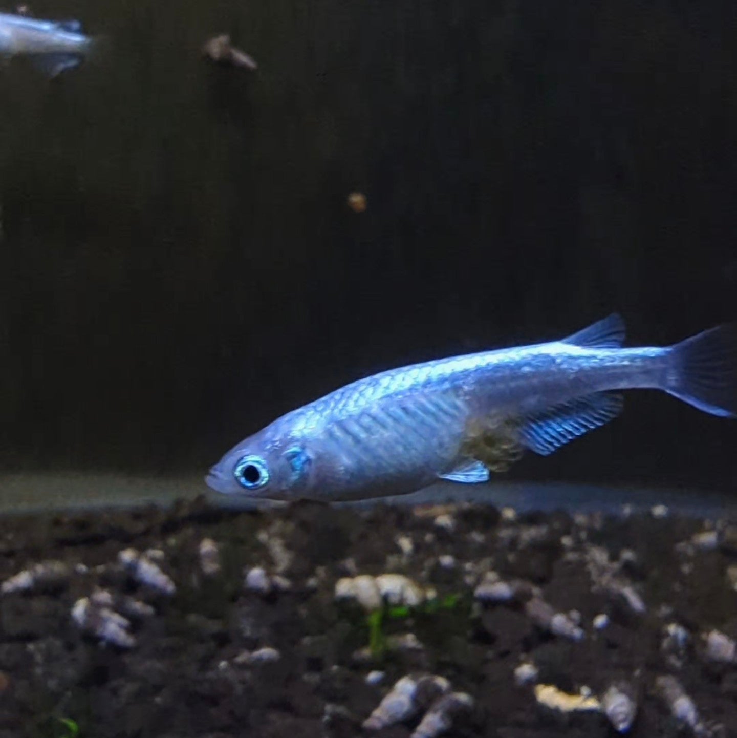 Platinum 'Miyuki' Medaka Rice Fish  (Oryzias latipes)