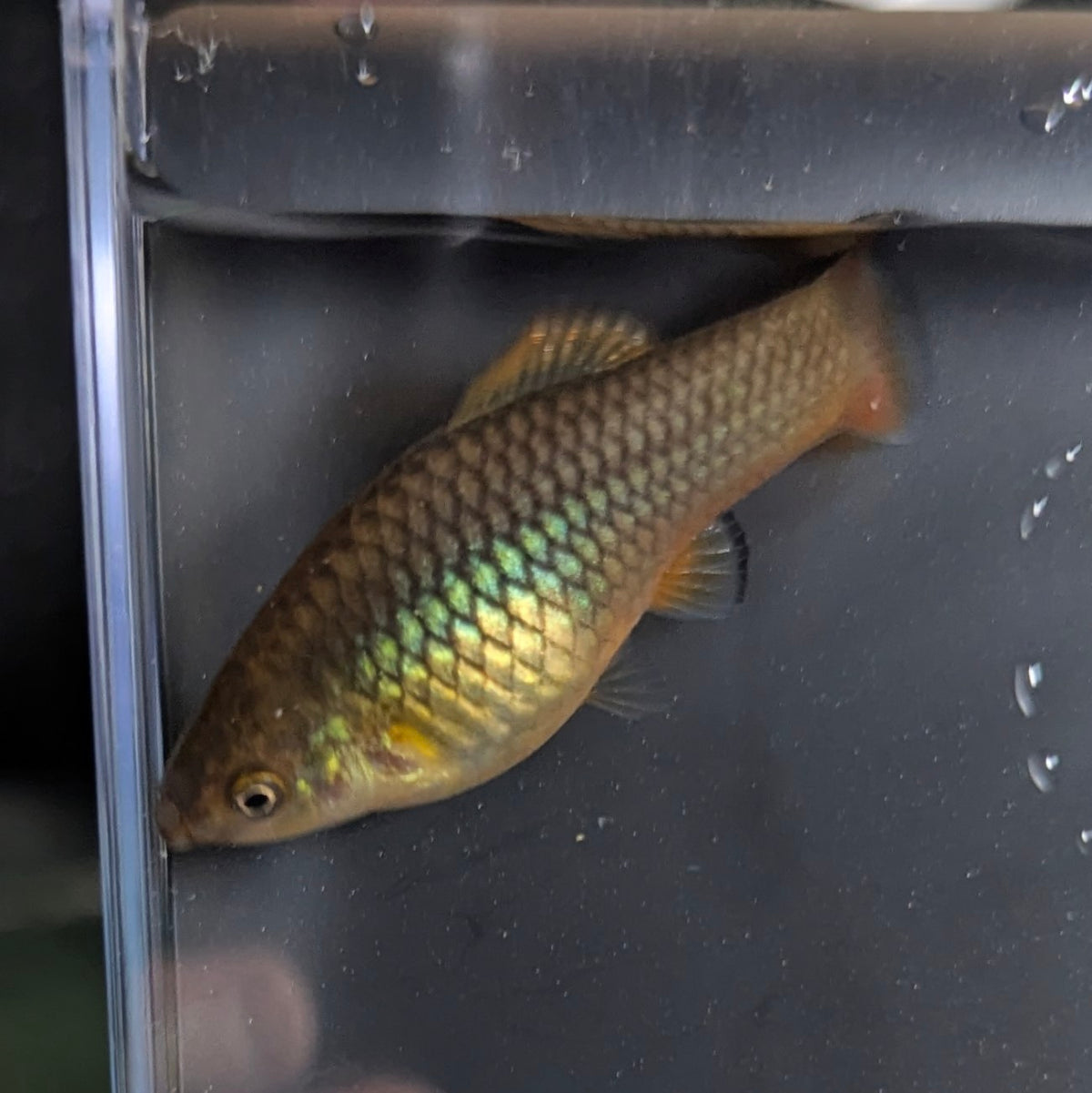 Originalvariatus Fish Assorted Variatus Platy (Xiphophorus variatus) for Sale | Damo’s Fish ...