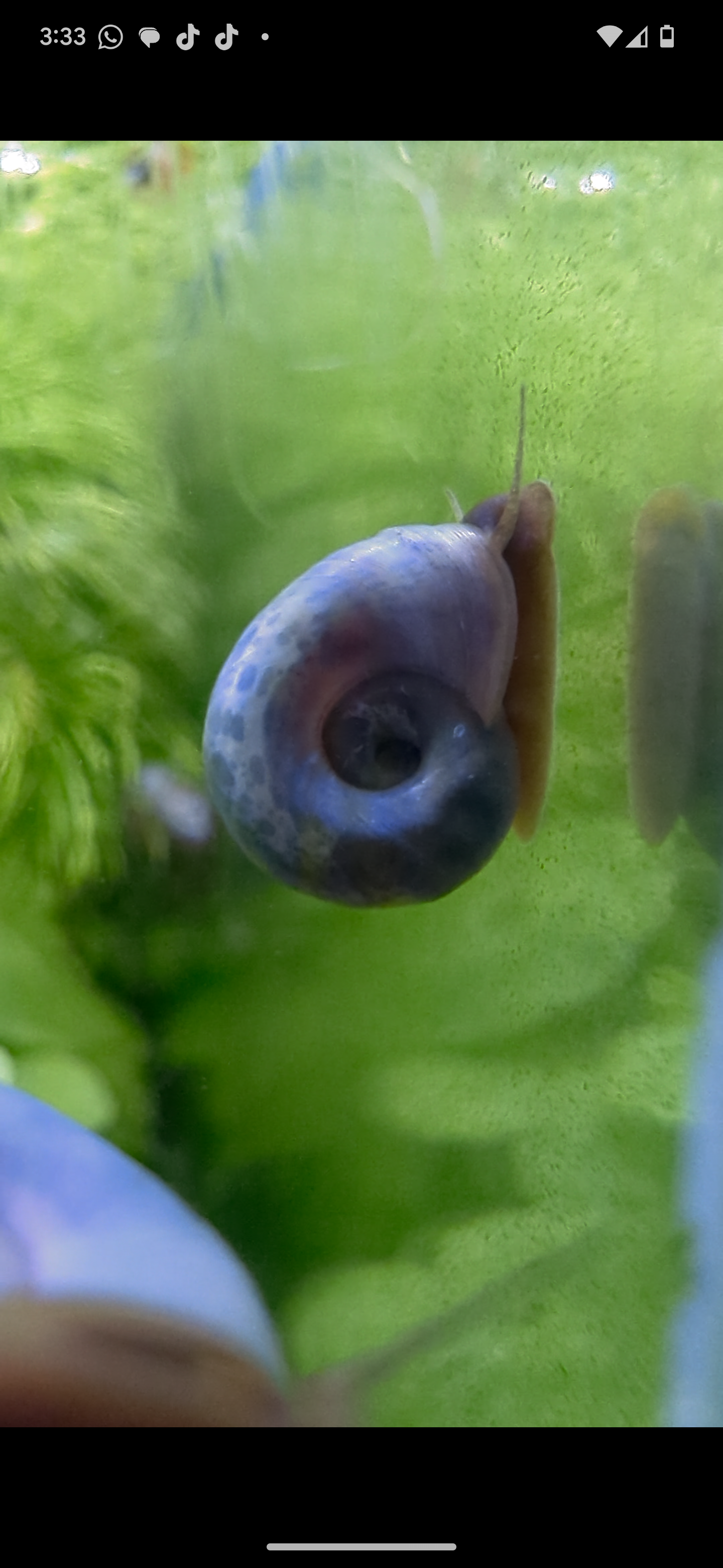 Ramshorn snail Planorbella duryi