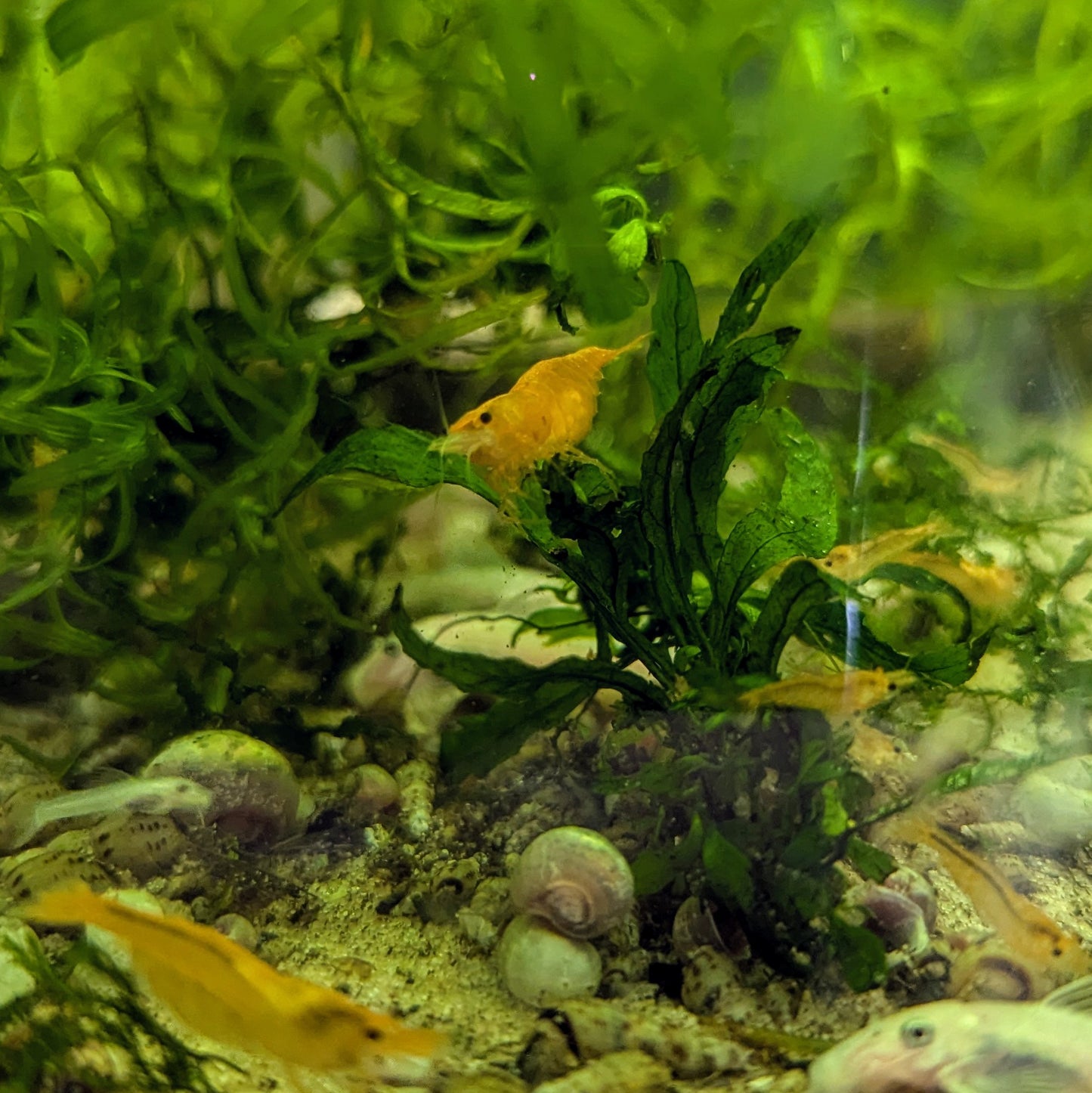 Orange neocaridna shrimp