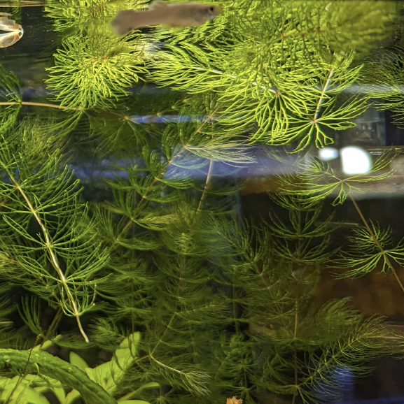 Hornwort Ceratophyllum demersum