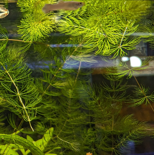 Hornwort Ceratophyllum demersum