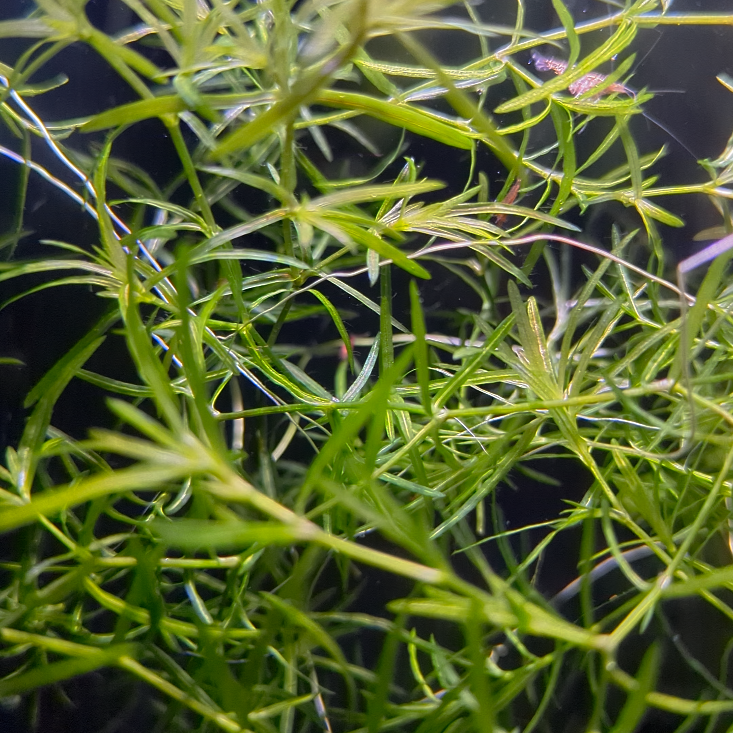Guppy grass Najas Guadalupensis