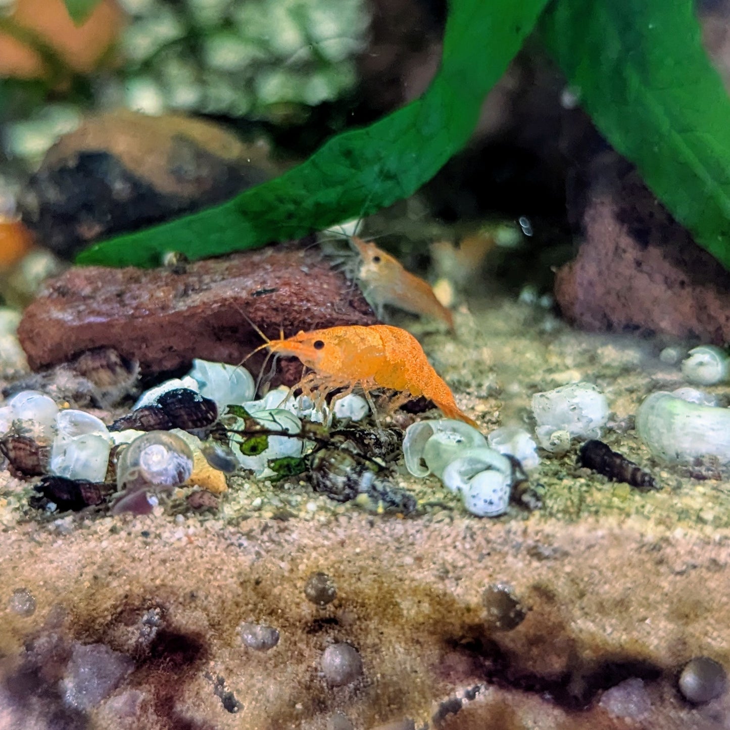 Orange neocaridna shrimp