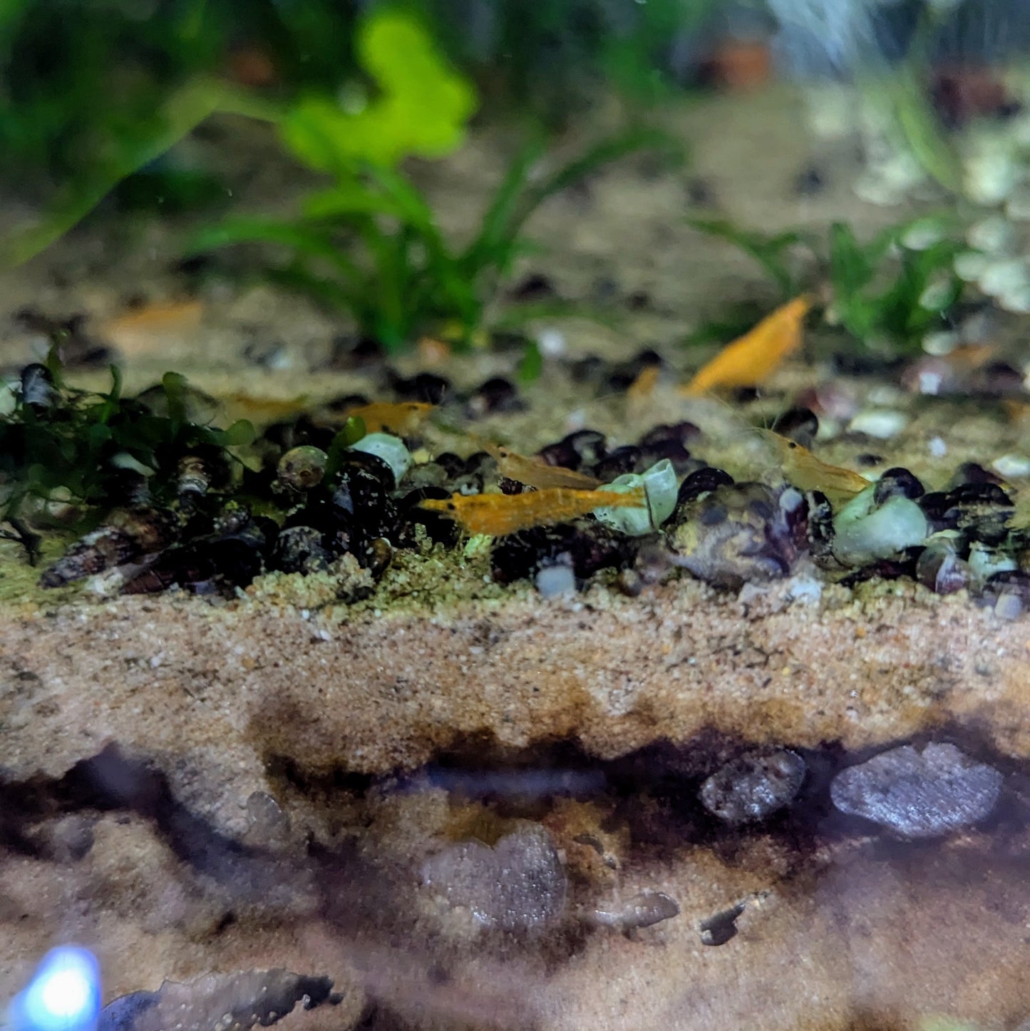 Orange neocaridna shrimp