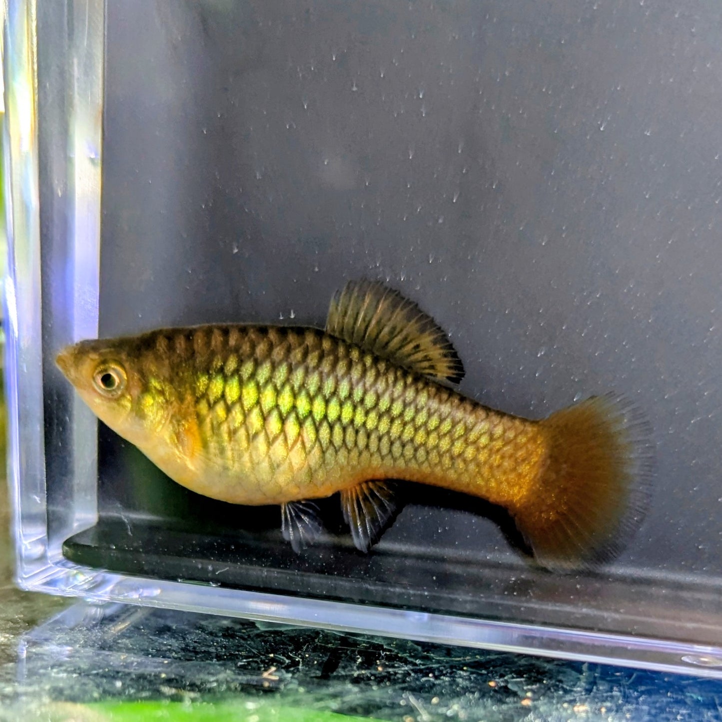 Assorted Variatus Platy (Xiphophorus variatus)