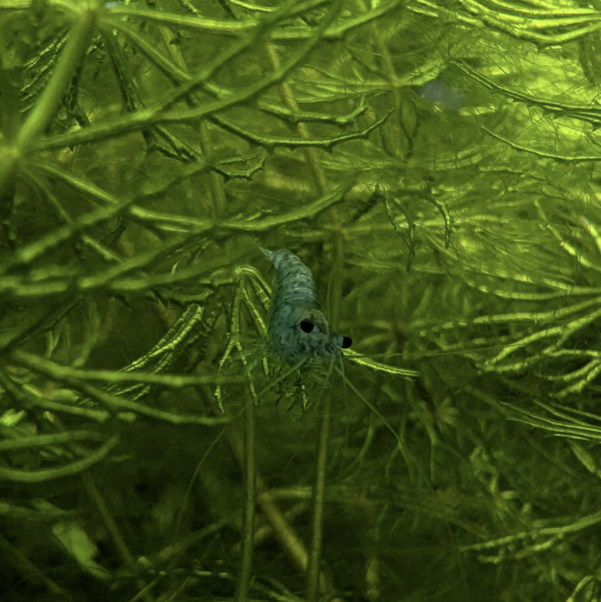 Neocaridna shrimp culls