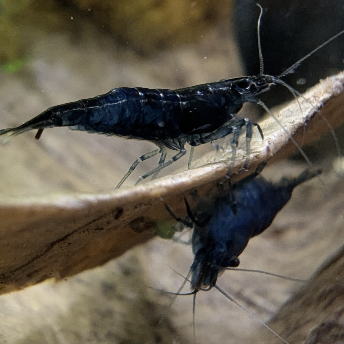 Skittles shrimp Neocaridna