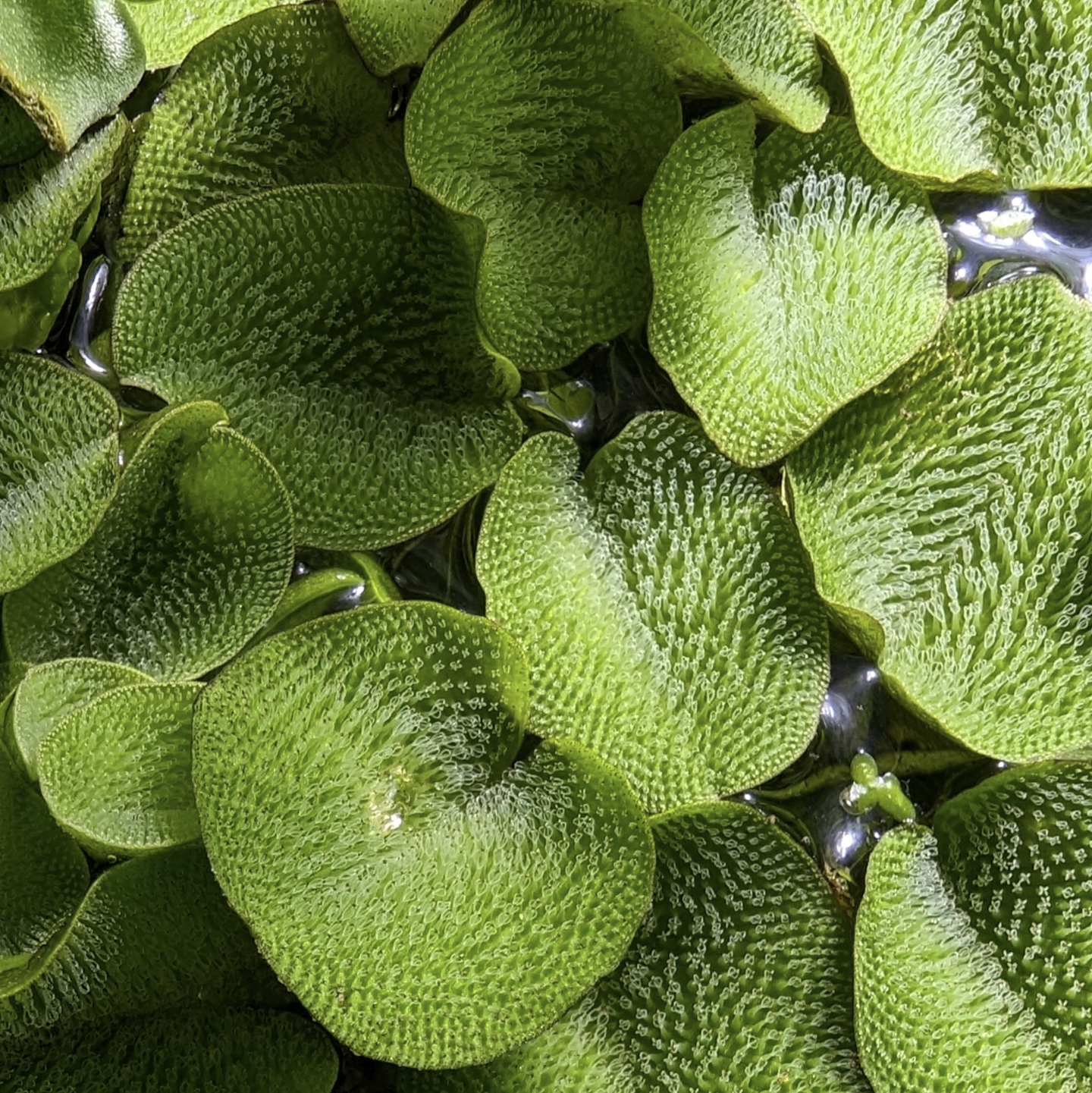 Salvinia auriculata (Water spangles)