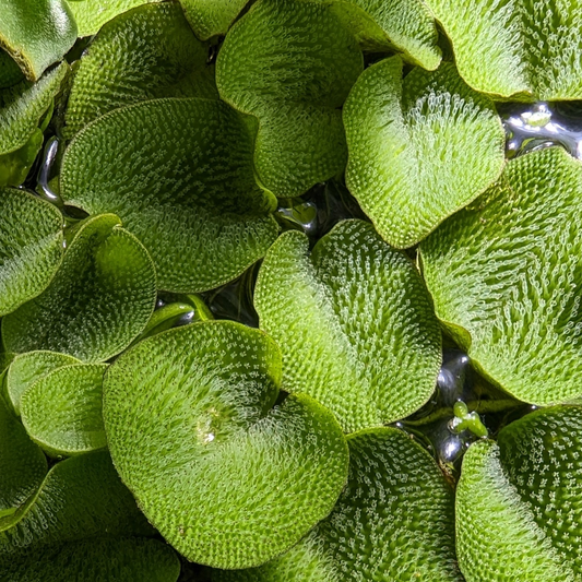 Salvinia auriculata (Water spangles)