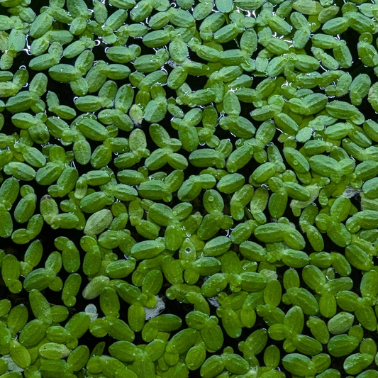 Duckweed lemna minor
