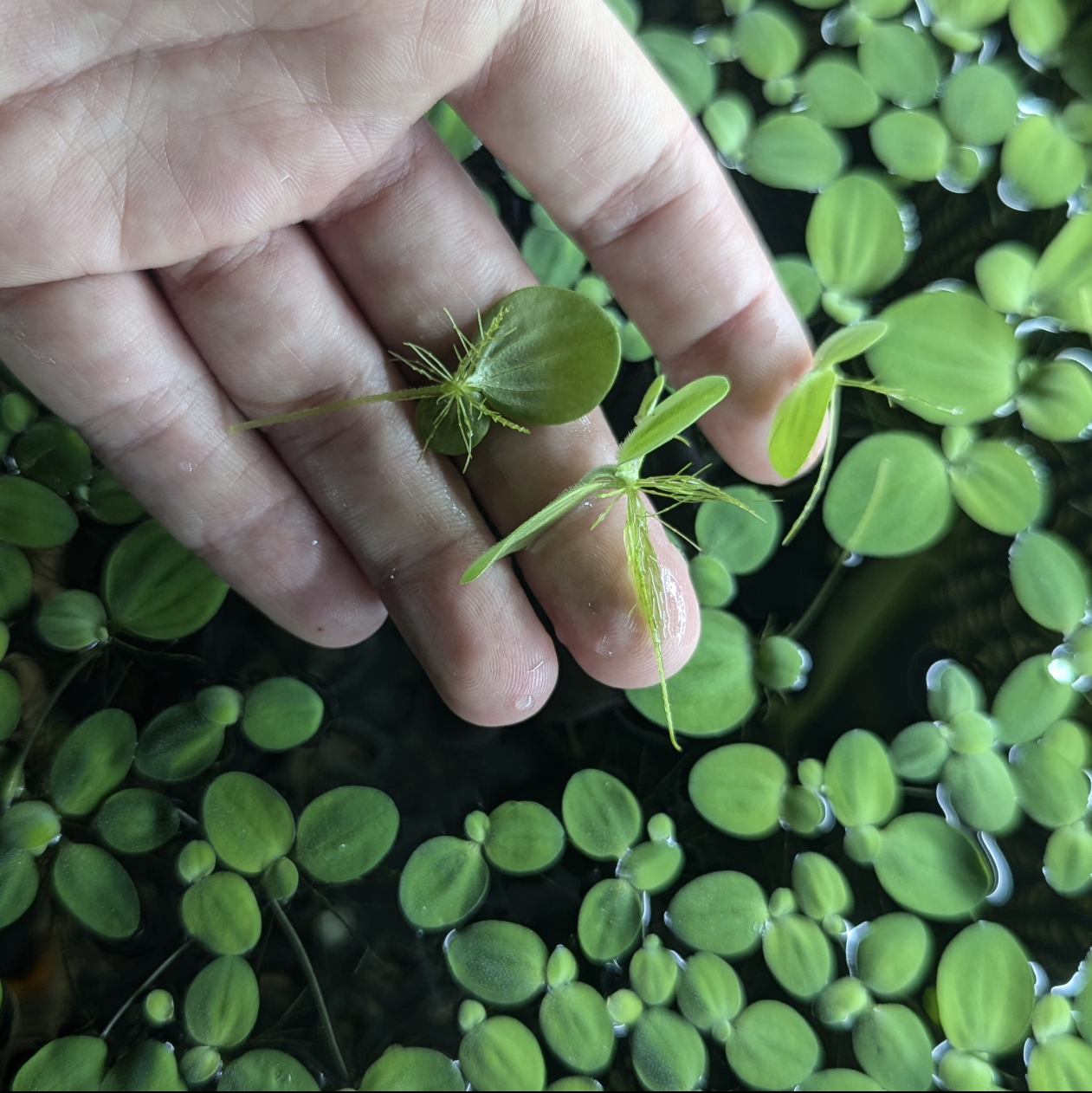 Water lettuce Pistia stratiotes