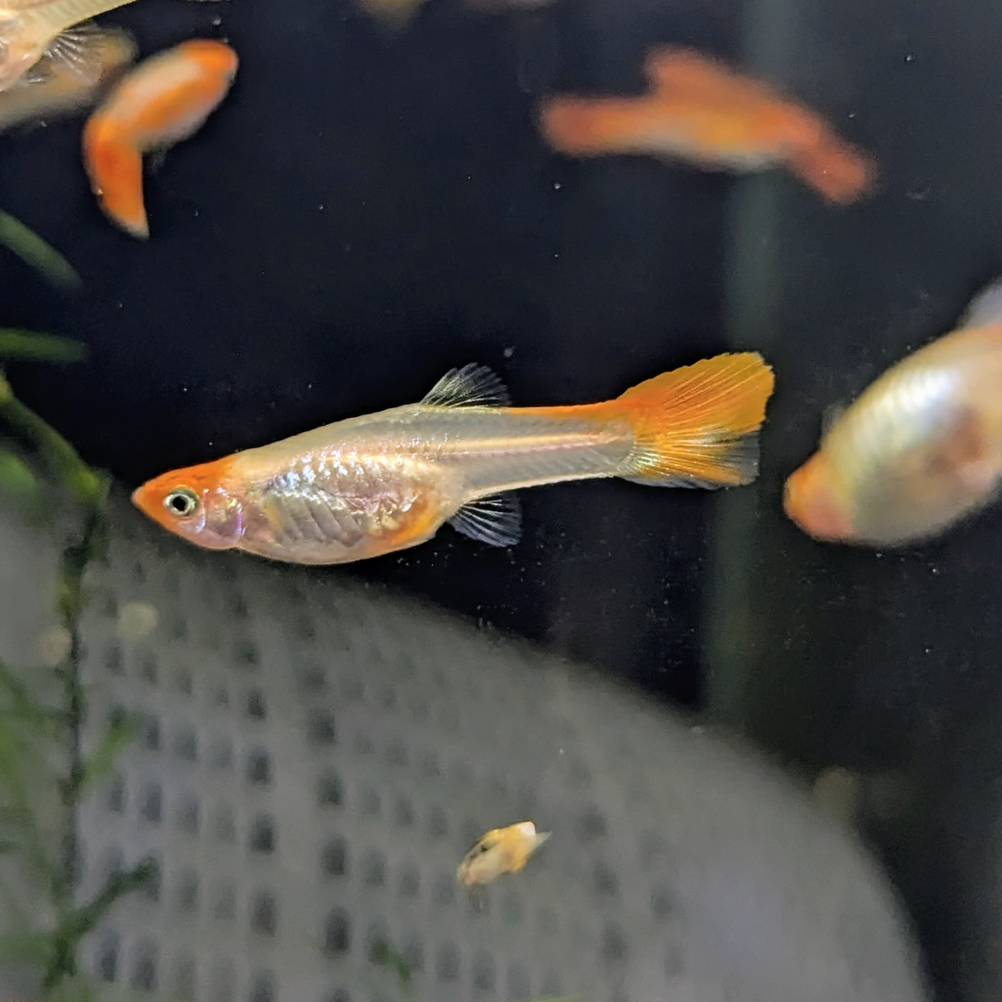 Koi Kohaku guppy