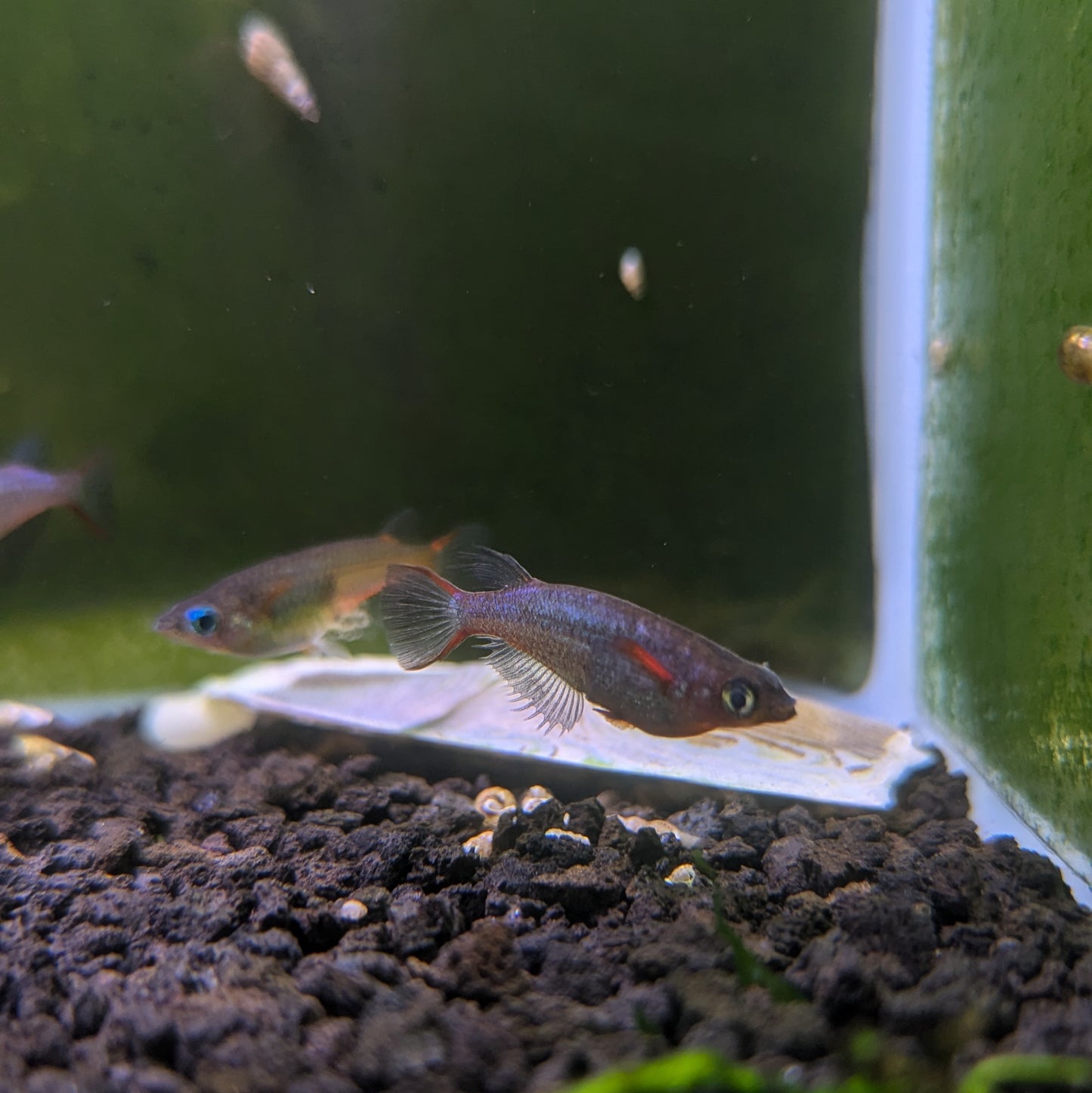 Daisy's Blue Ricefish (Oryzias woworae)