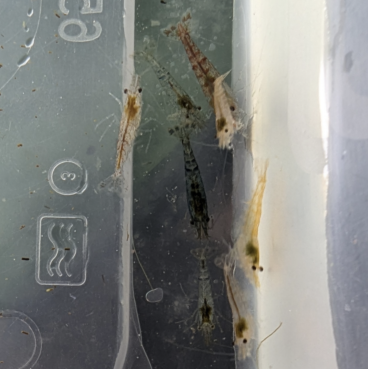 Neocaridna shrimp culls