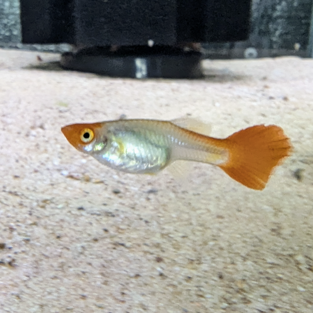 Koi Kohaku guppy
