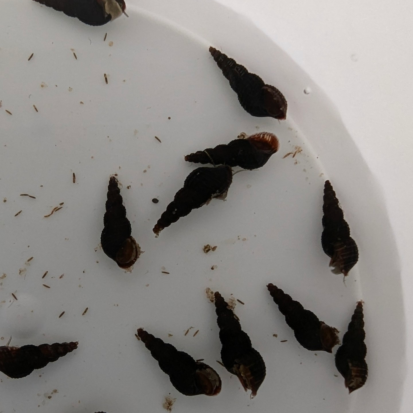 Black Malaysian Trumpet Snails