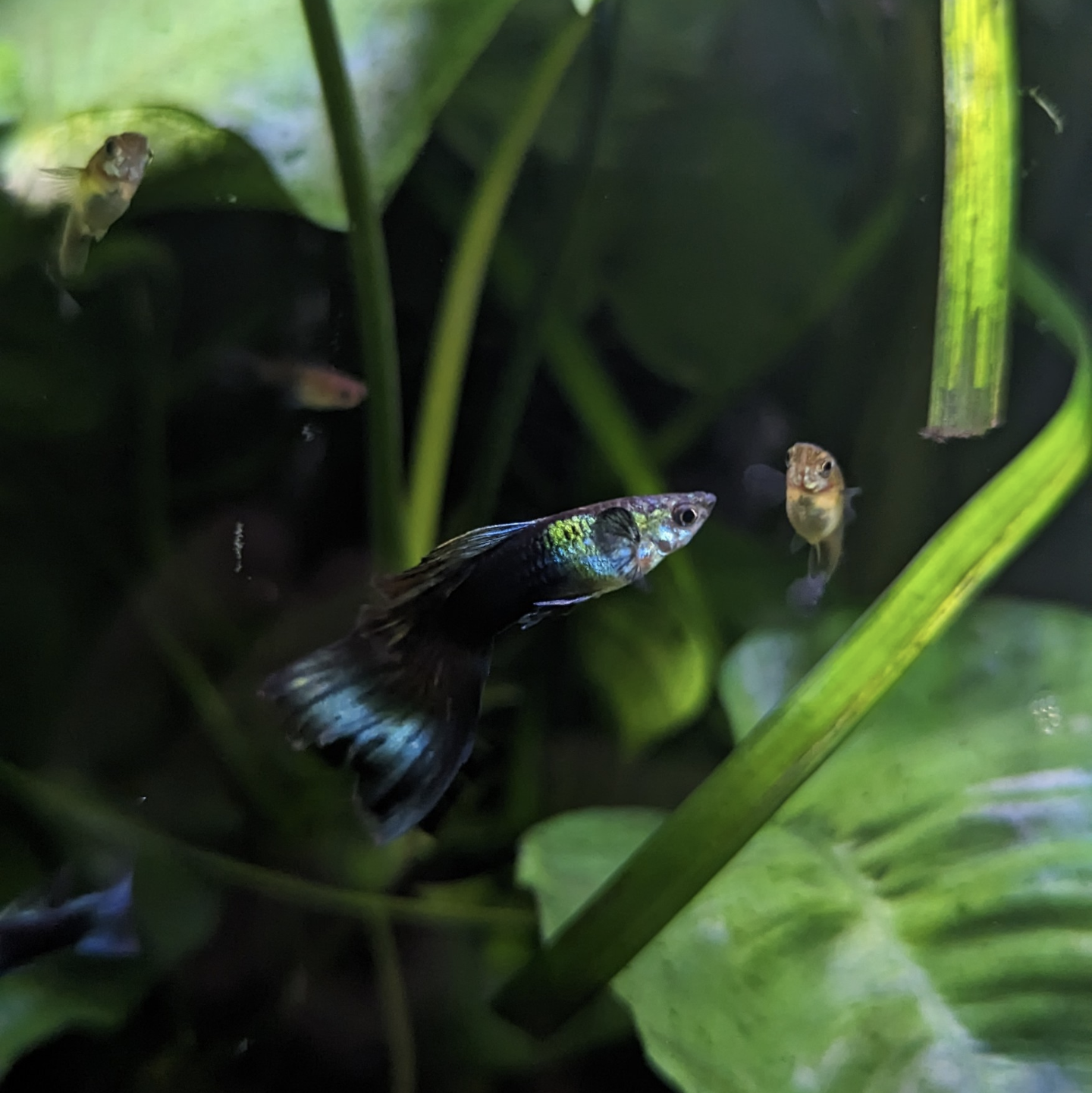 Blue Green Moscow guppy