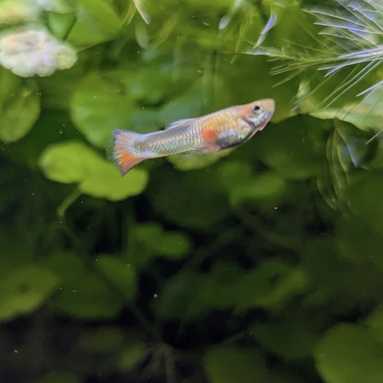 Assorted Endler Guppies