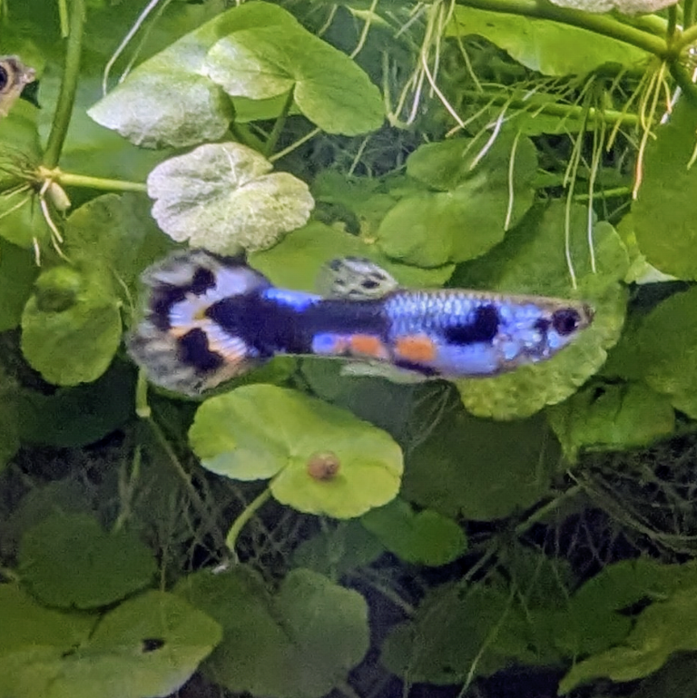 Assorted Endler Guppies