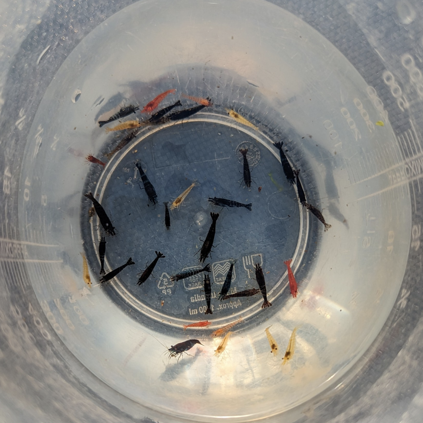 Skittles shrimp Neocaridna