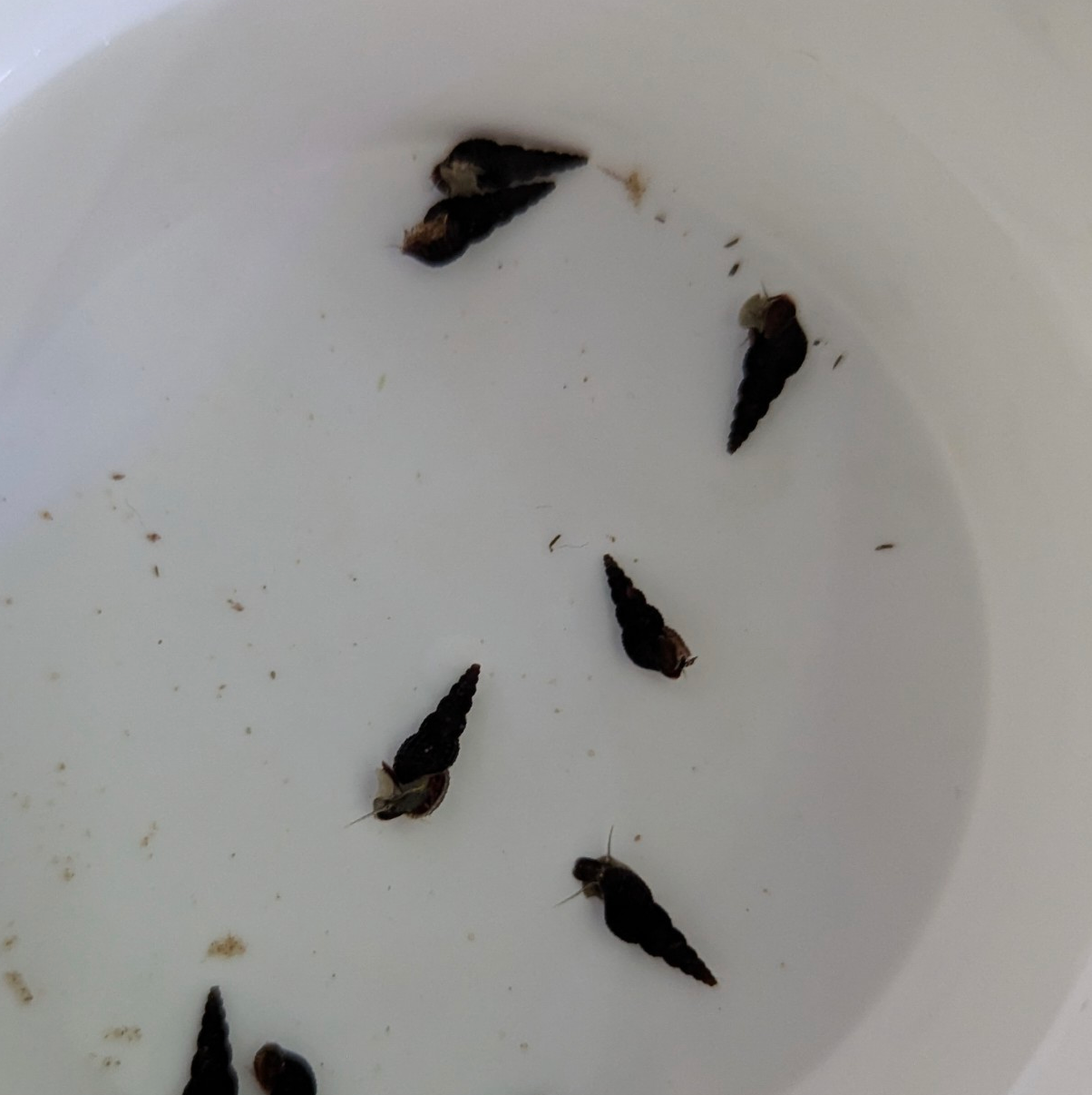 Black Malaysian Trumpet Snails