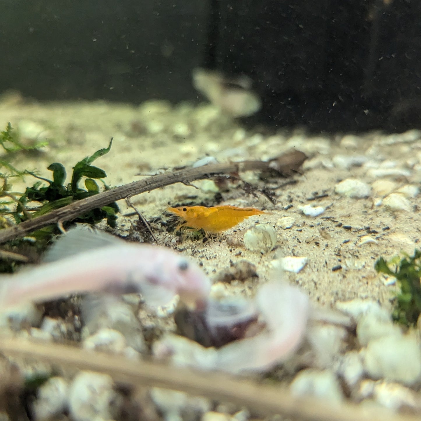 Orange neocaridna shrimp
