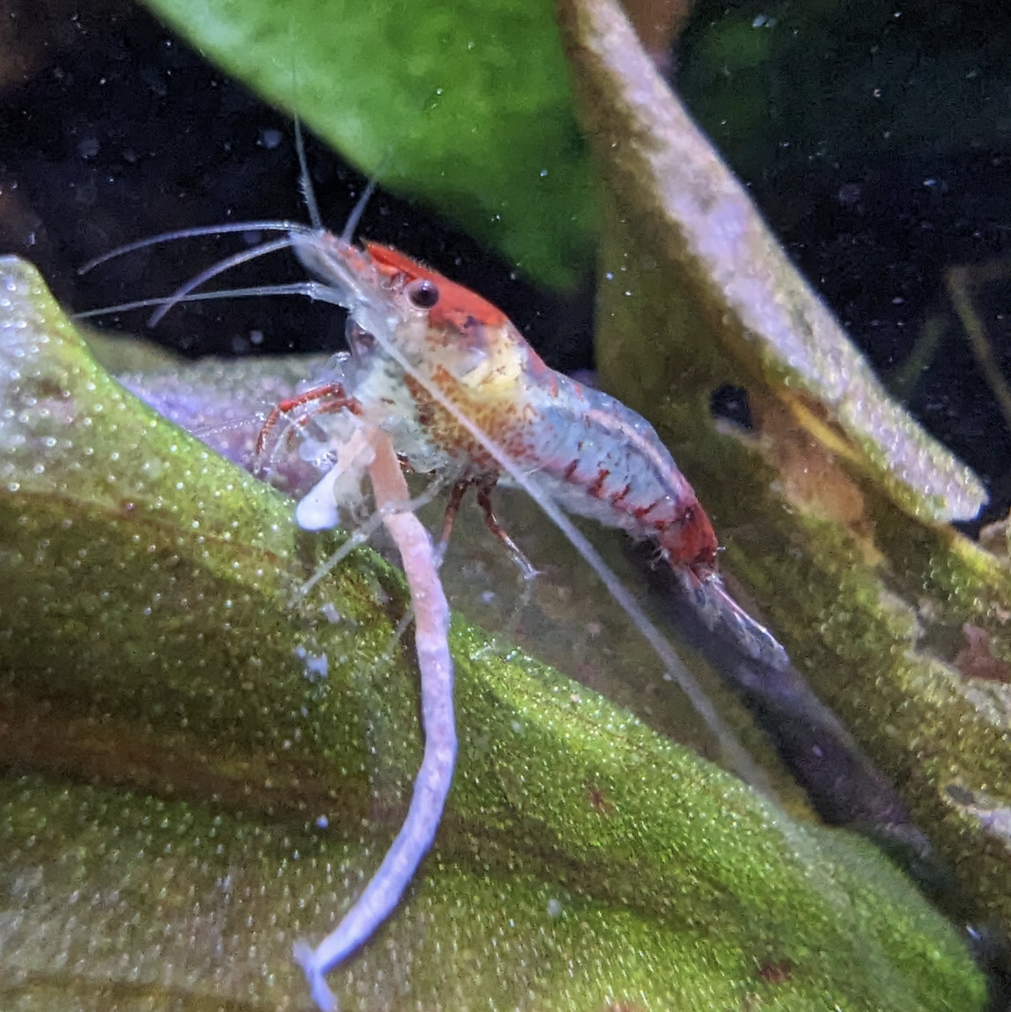 Skittles shrimp Neocaridna