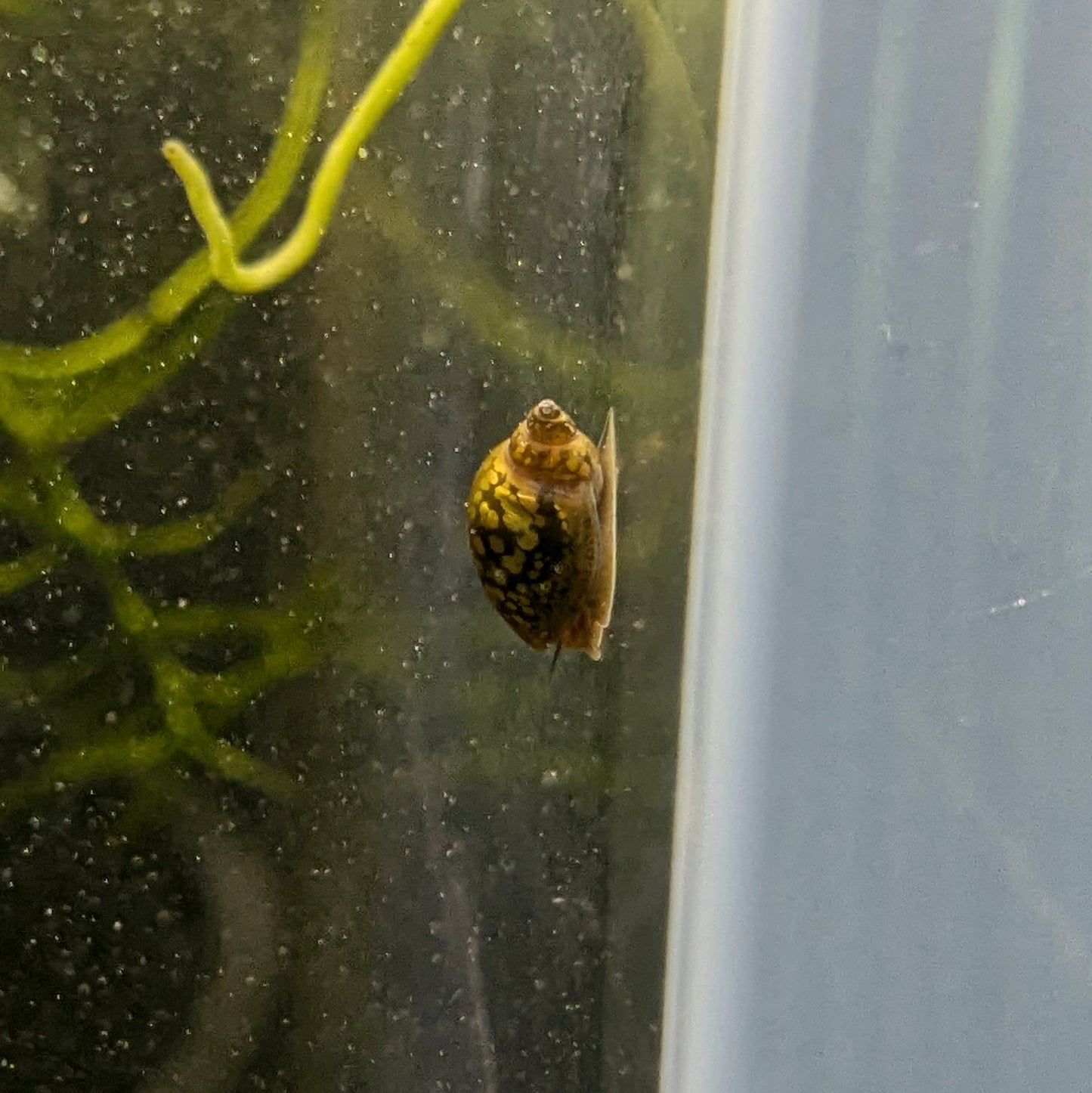 Bladder snail Physa acuta