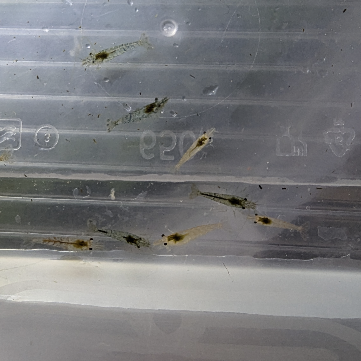 Neocaridna shrimp culls