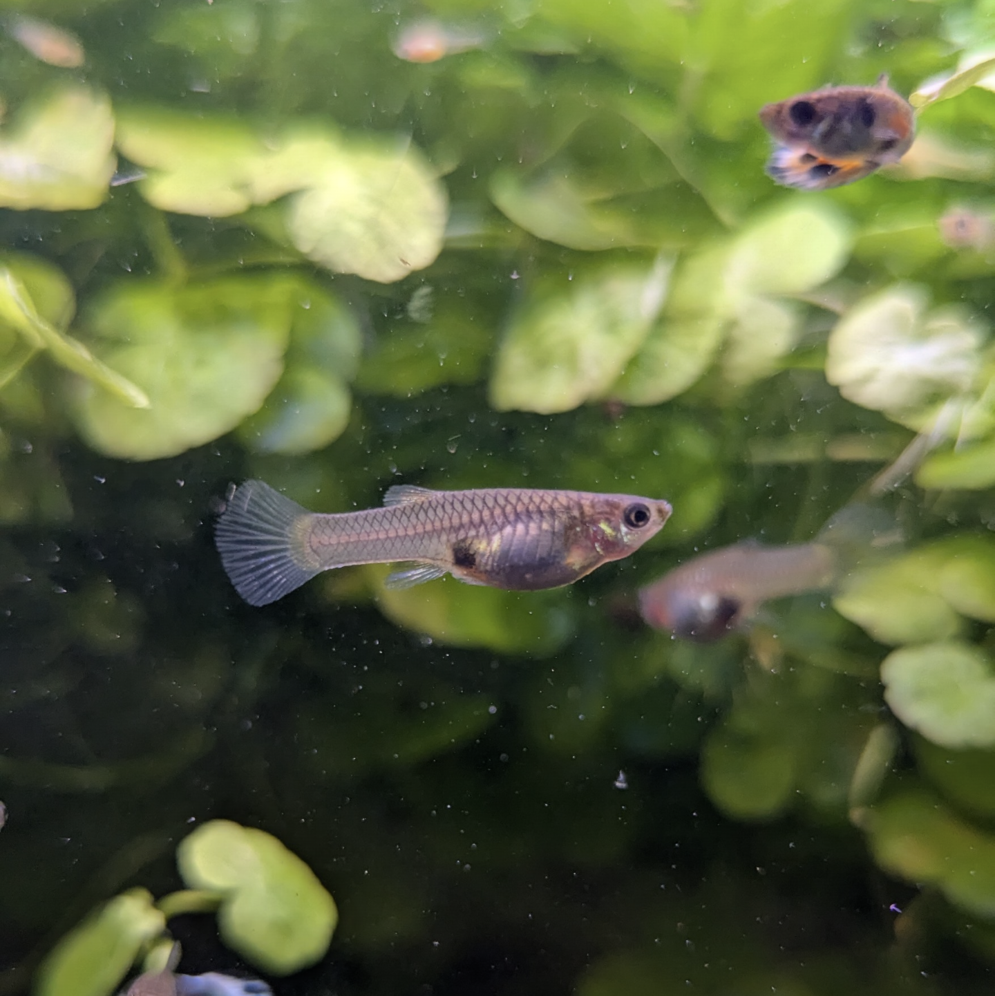 Assorted Endler Guppies